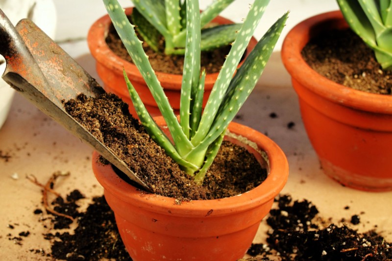 Con qué frecuencia debe regar una planta de aloe