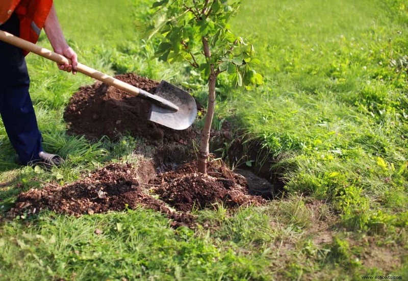 Cómo plantar árboles y arbustos correctamente