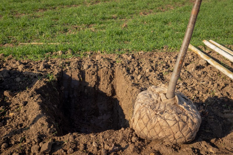 Cómo plantar árboles y arbustos correctamente