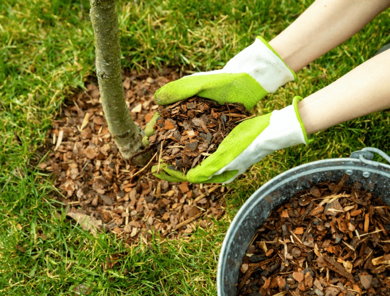 Cómo plantar árboles y arbustos correctamente