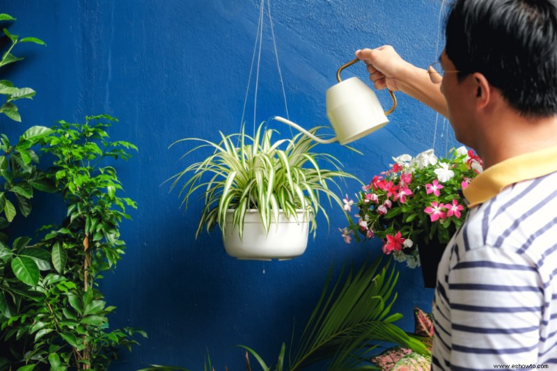 Cómo cuidar su planta araña