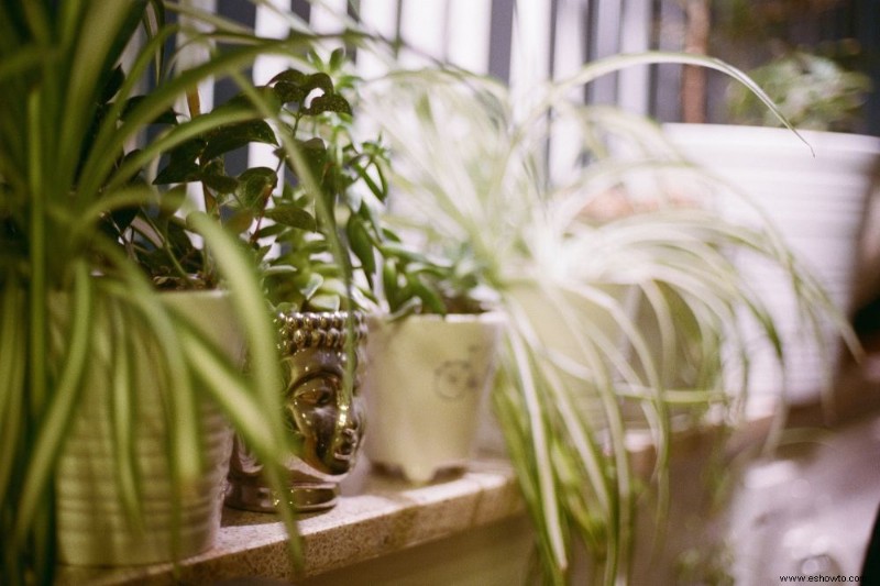 Cómo cuidar su planta araña