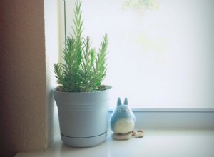 ¿Es posible cultivar lavanda en interiores? Guía experta paso a paso