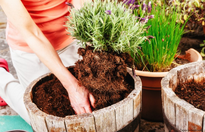 ¿Se puede cultivar lavanda en interiores?