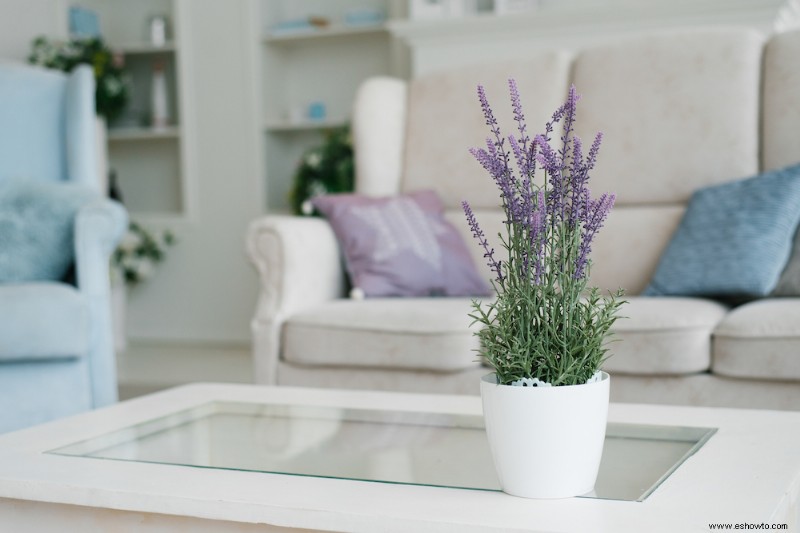 ¿Se puede cultivar lavanda en interiores?