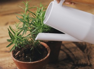 Por qué tu planta de interior no crece: 6 causas comunes y soluciones expertas