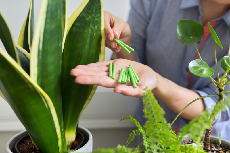 Por qué su planta de interior no crece