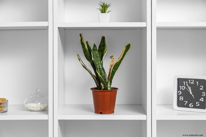 4 beneficios de tener una planta de serpiente en su hogar