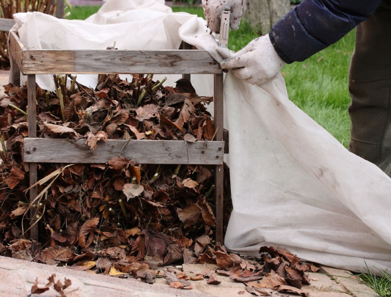 Cómo cuidar las hortensias en invierno