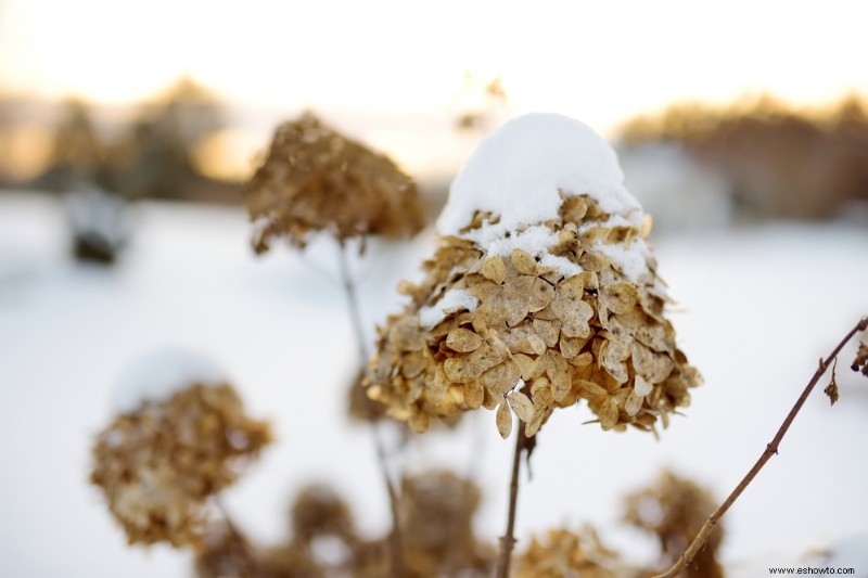 Cómo cuidar las hortensias en invierno