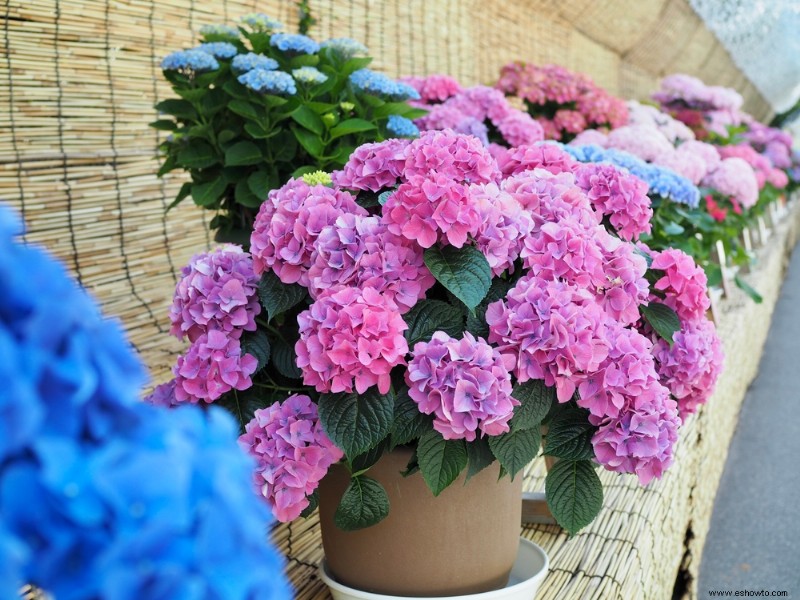 Cómo cuidar las hortensias en invierno