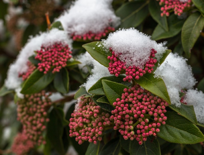 Cómo cuidar las hortensias en invierno