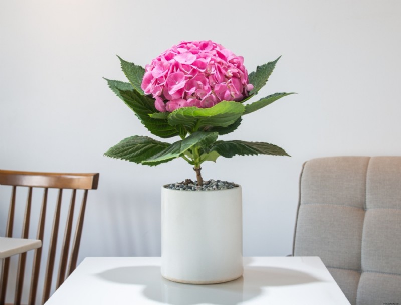 Cómo cuidar las hortensias en invierno