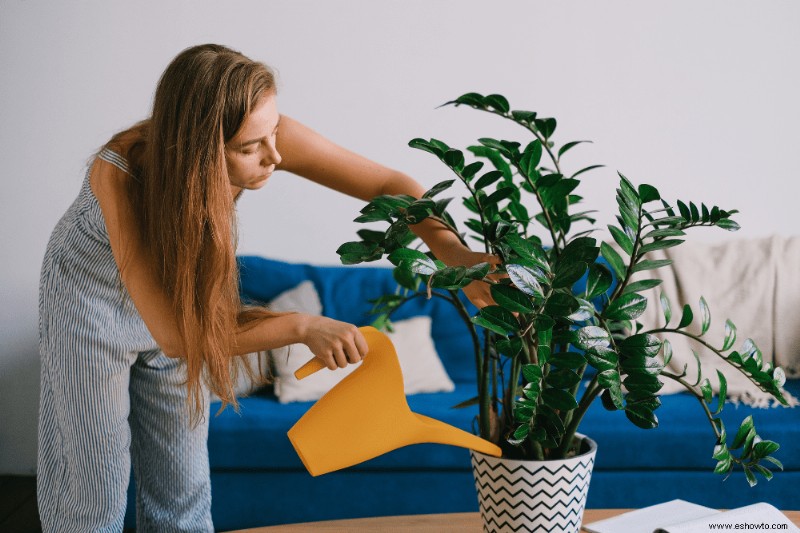 5 señales de que estás regando demasiado tus plantas de interior