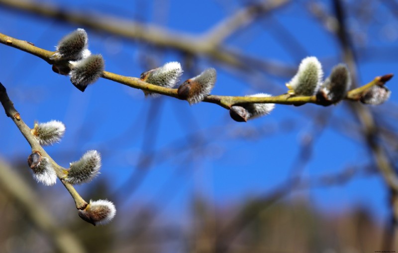 5 arbustos que puedes plantar a fines del otoño