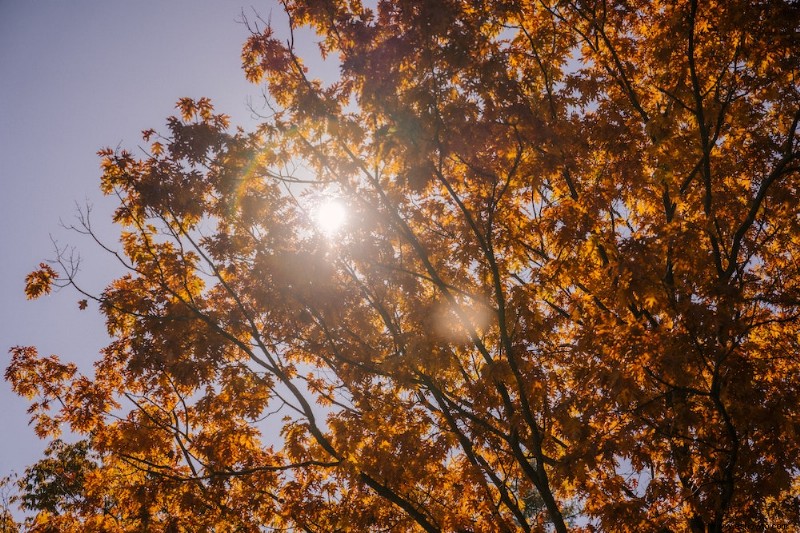 6 consejos para la poda perenne antes del invierno