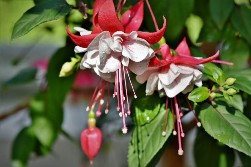 Cómo cultivar y cuidar fucsias como plantas de interior