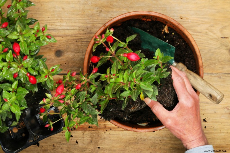 Cómo cultivar y cuidar fucsias como plantas de interior