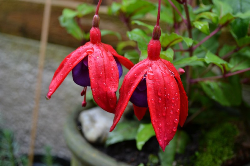 Cómo cultivar y cuidar fucsias como plantas de interior