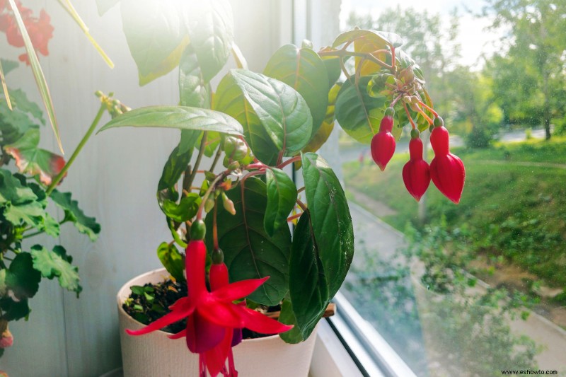 Cómo cultivar y cuidar fucsias como plantas de interior