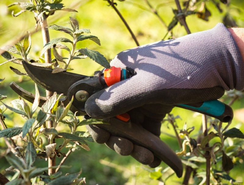 5 plantas que debes cortar en otoño