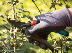5 plantas esenciales que debes podar en otoño para un jardín saludable