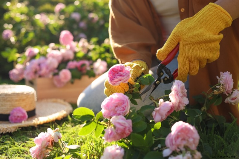 5 plantas que debes cortar en otoño