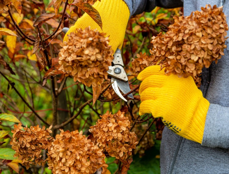 5 plantas que debes cortar en otoño