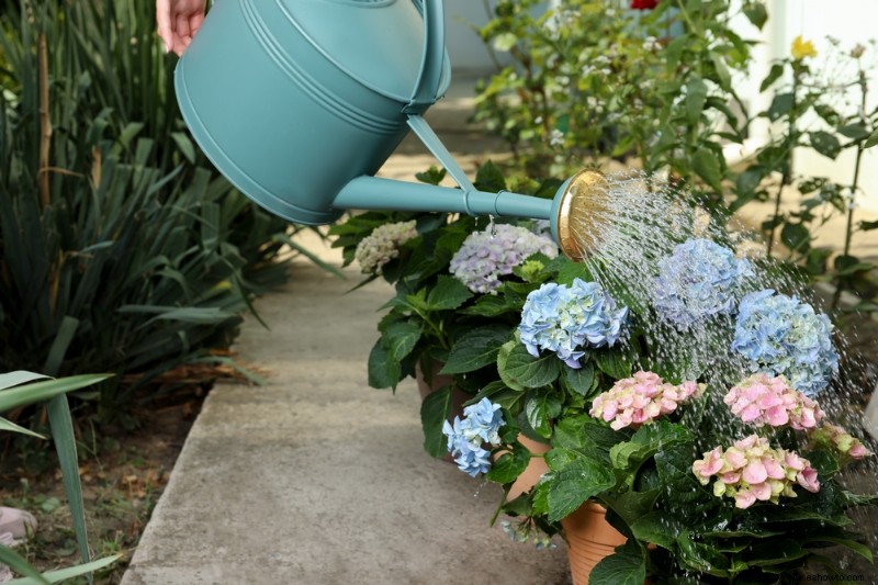 3 razones por las que deberías plantar hortensias en otoño