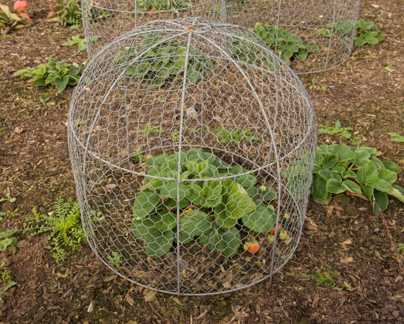 Formas de evitar que los animales se coman los bulbos en flor