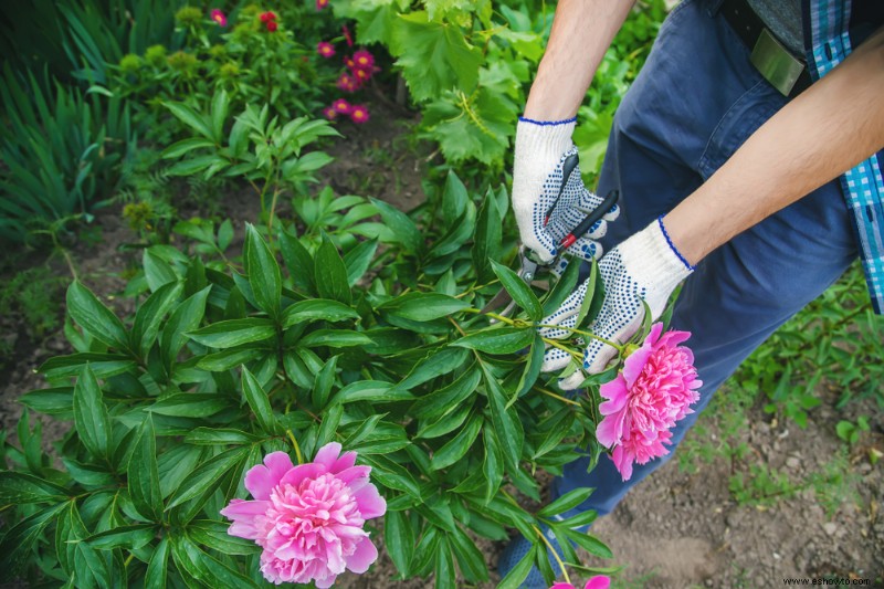 ¿Debería cortar las peonías en otoño?