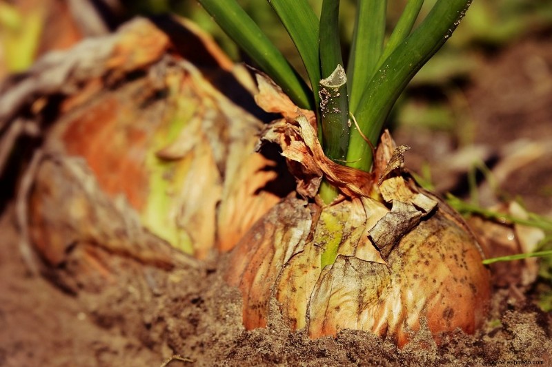 Cómo cultivar cebollas en contenedores