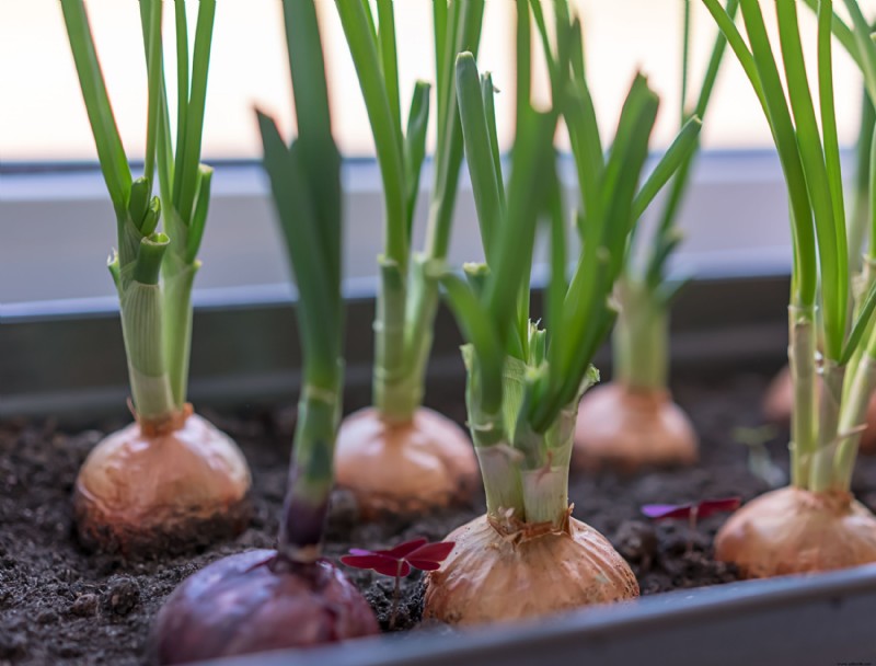 Cómo cultivar cebollas en contenedores