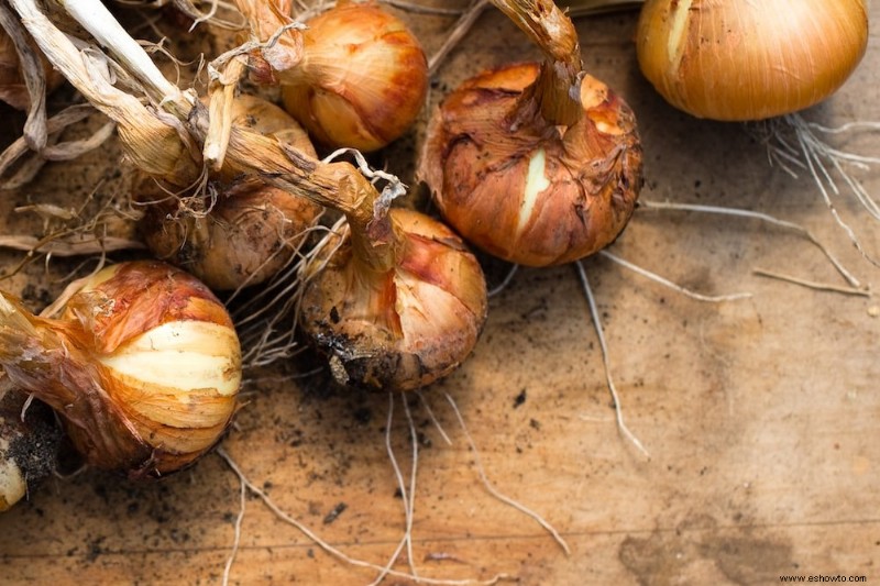 Cómo cultivar cebollas en contenedores