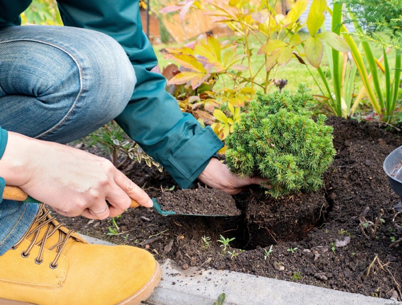 ¿Cuál es el mejor momento para plantar arbustos?