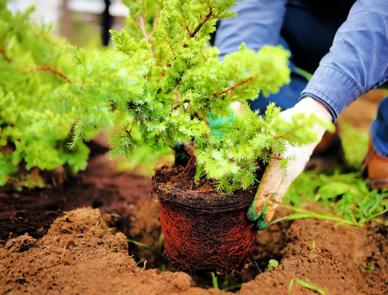 ¿Cuál es el mejor momento para plantar arbustos?