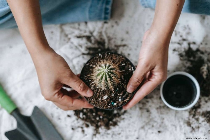 Cómo hacer tierra de cactus casera