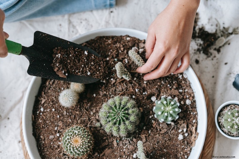 Cómo hacer tierra de cactus casera