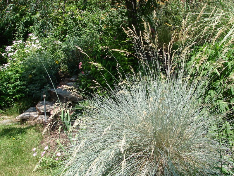 8 hierbas ornamentales perennes que vuelven cada año