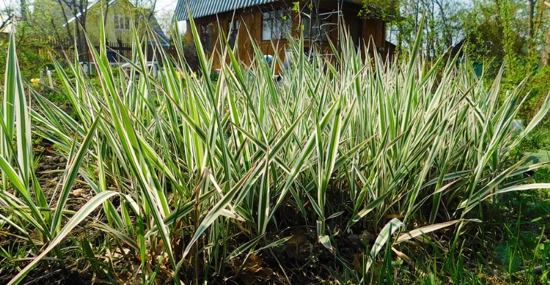 8 hierbas ornamentales perennes que vuelven cada año