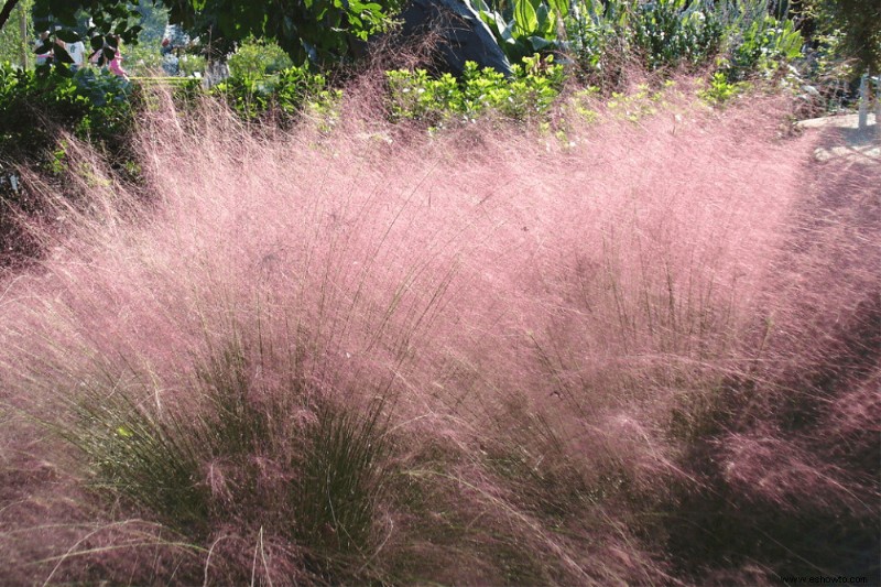 8 hierbas ornamentales perennes que vuelven cada año