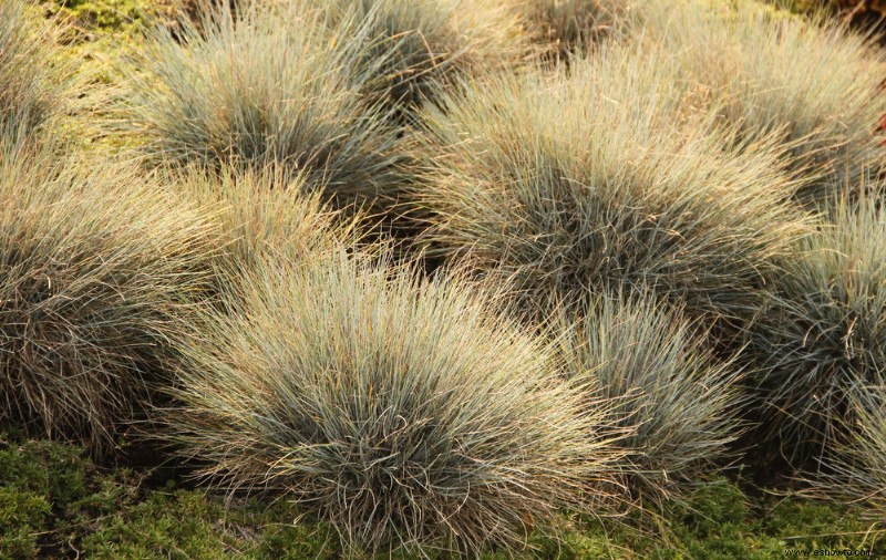 8 hierbas ornamentales perennes que vuelven cada año