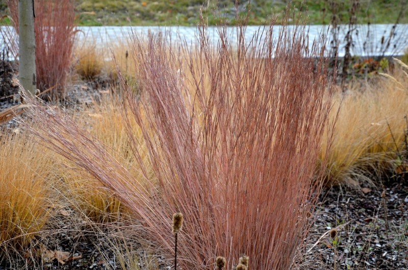 8 hierbas ornamentales perennes que vuelven cada año