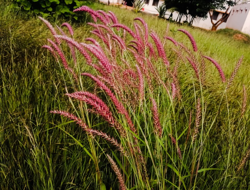 8 hierbas ornamentales perennes que vuelven cada año