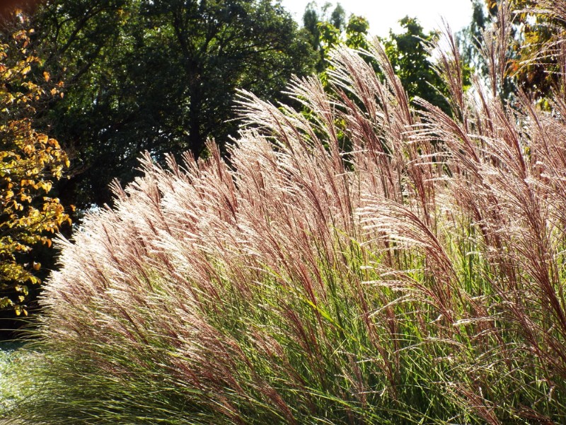 8 hierbas ornamentales perennes que vuelven cada año