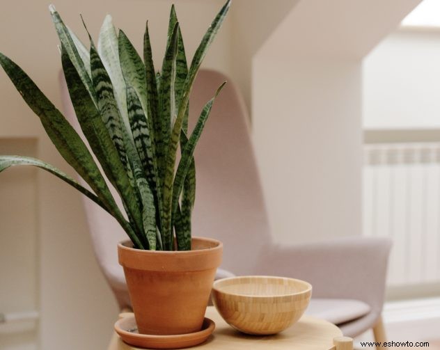 7 mejores plantas de interior para tu dormitorio