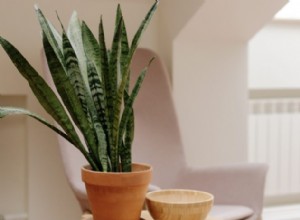Las 7 Mejores Plantas de Interior para Dormitorios: Purifican el Aire y Mejoran el Sueño