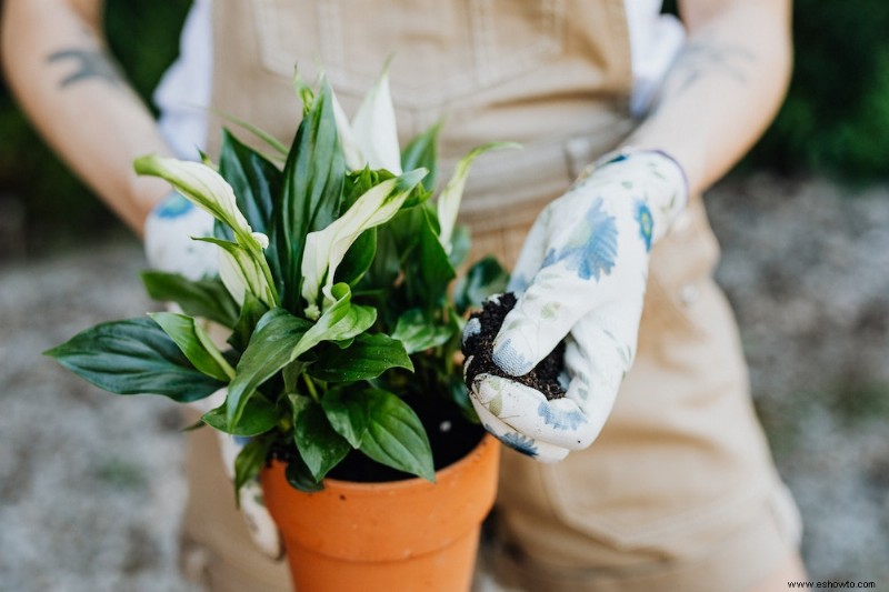 7 mejores plantas de interior para tu dormitorio