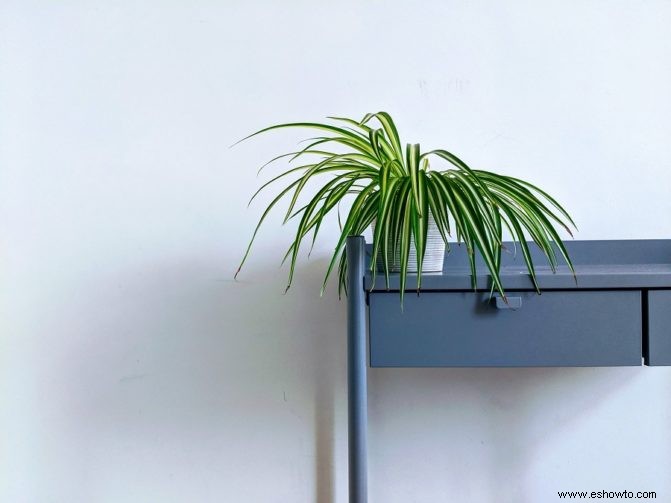 7 mejores plantas de interior para tu dormitorio