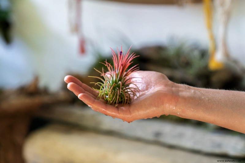 Cómo cuidar tus plantas de aire